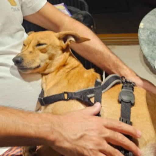 Logo coletivo do renato